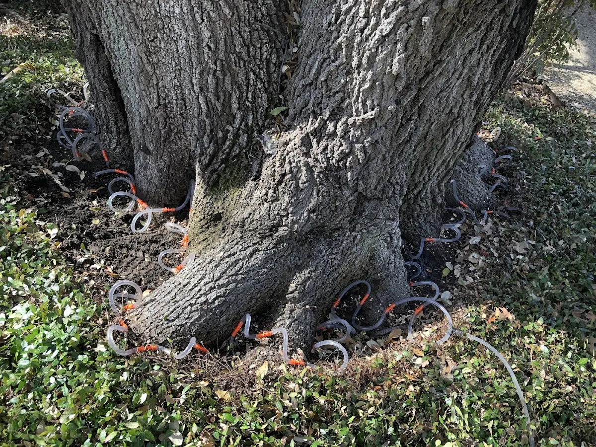 Detailed Tree Cabling and Bracing job site in Sugar City
