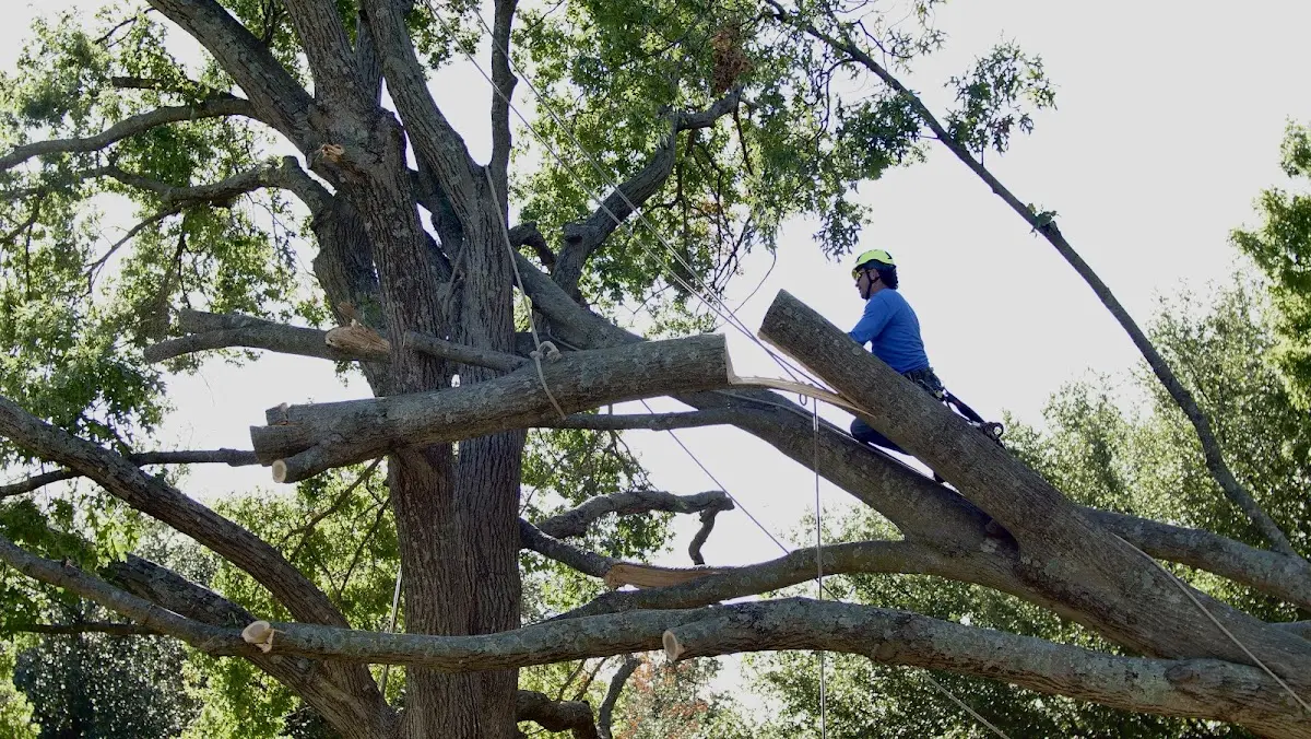 Professional Crown Thinning performed by certified arborists in Sugar City