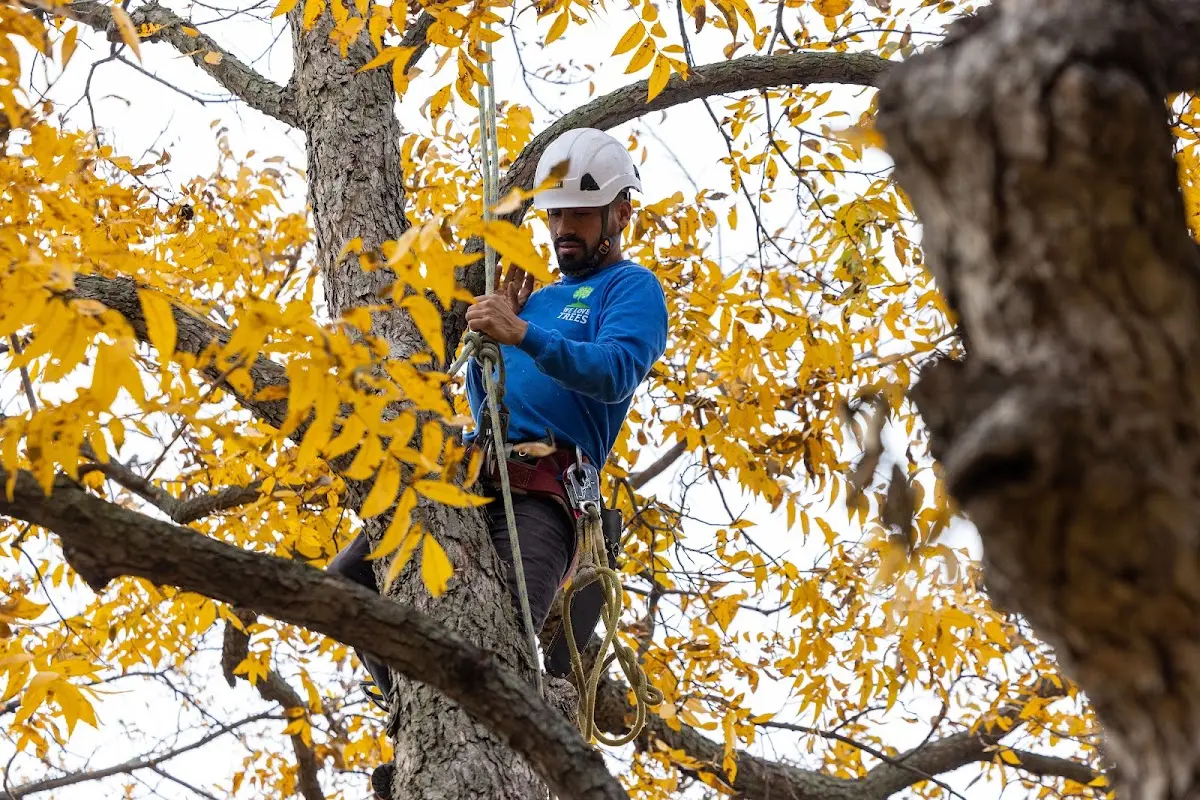 Skilled Tree Planing crew working in Sugar City